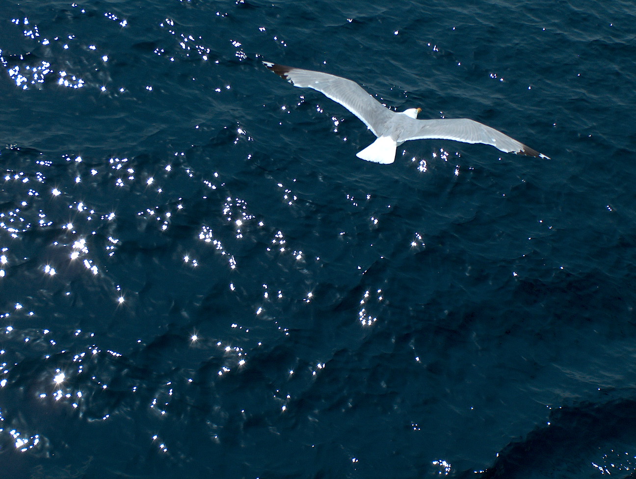 Seagull of the Aegean_Sounio Cruise